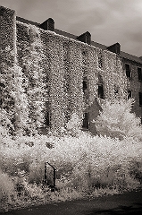 Abandoned Mental Hospital 5 Ivy-cover building at Harlem Valley Psychiatric Hospital, Wingdale, NY  Dave Hickey